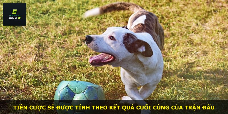 Tiền cược sẽ được tính theo kết quả cuối cùng của trận đấu